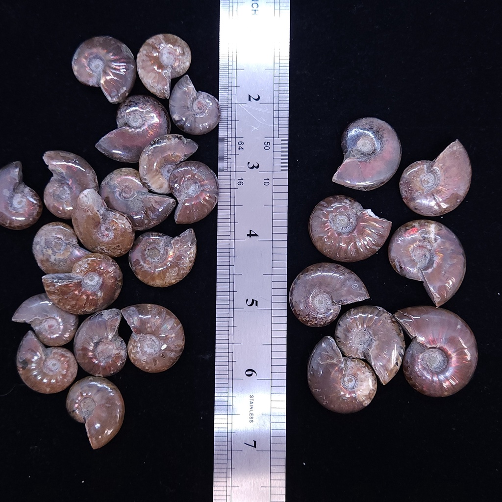 [6853] Ammonite Shells (small)