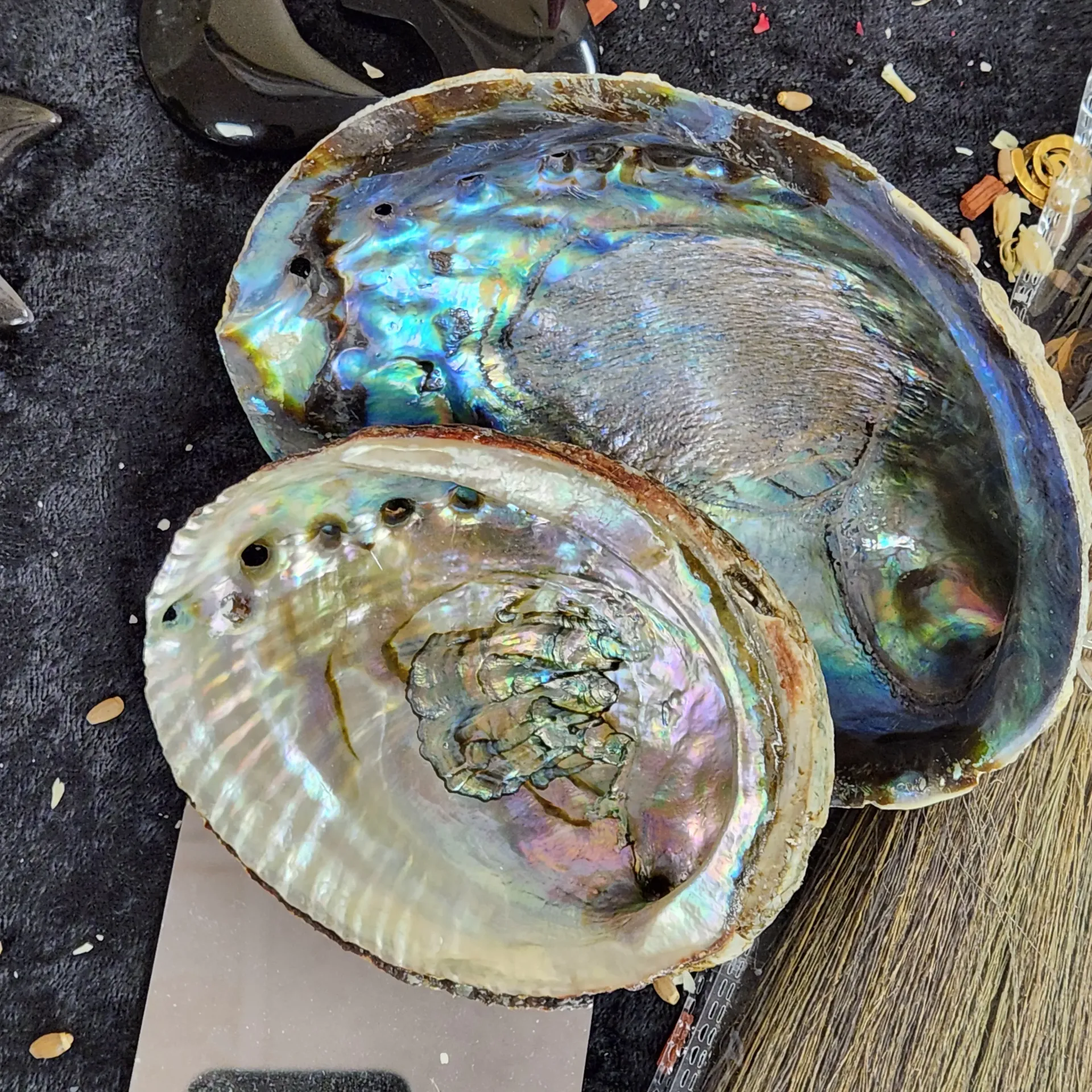 [30404] Abalone Shell 4-5"