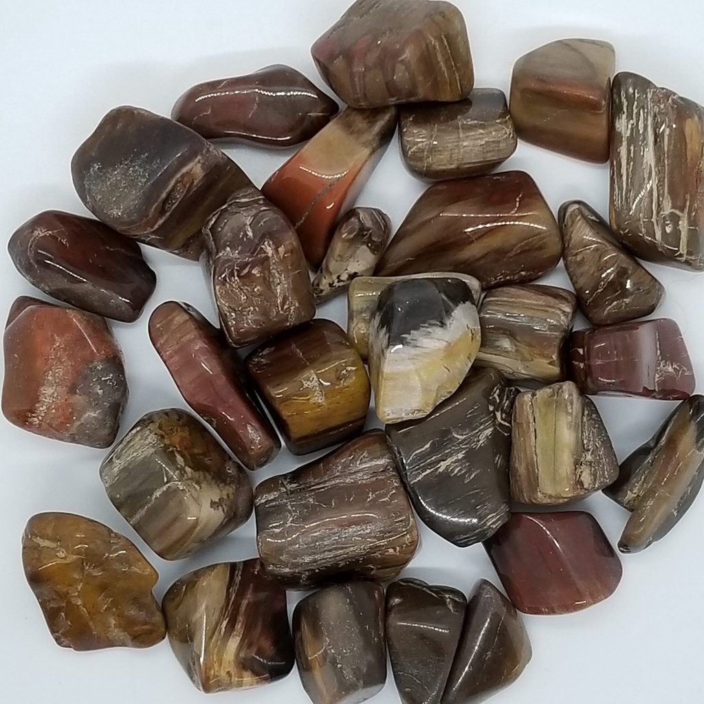 Petrified Wood, tumbled