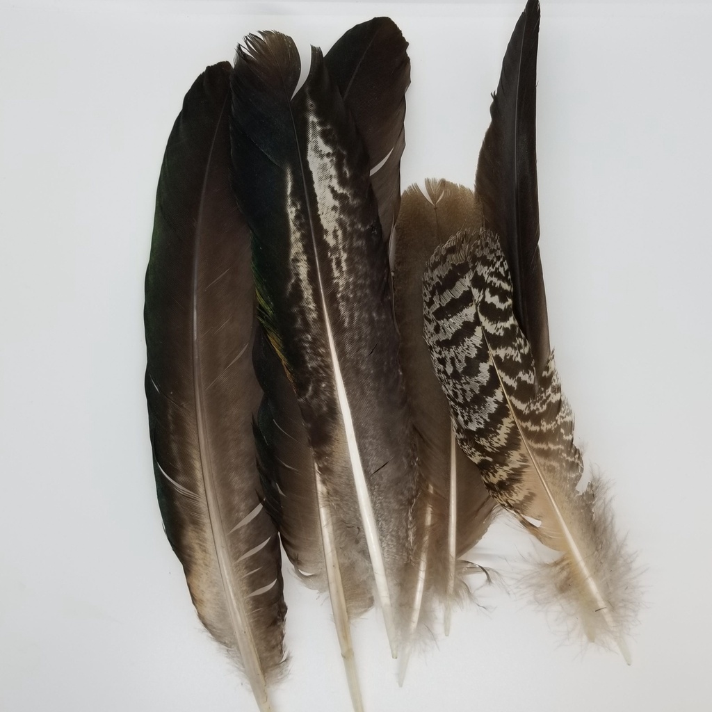 [5321031012] Turkey and Peacock Feathers