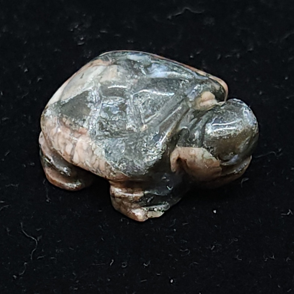 [370915315701] Que Sera Tortoises