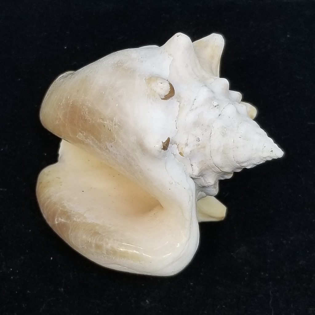 Conch Shell