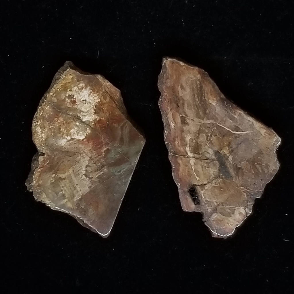 [32091212002] Petrified Wood Slices