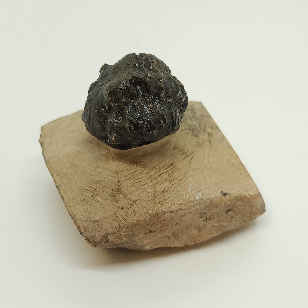 [10295] Trilobite Fossil (small)