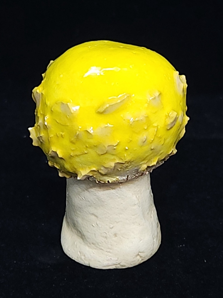 [5813090803172] Yellow Porcini Mushroom